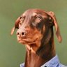 zzzzzzz profil fotoğrafı
