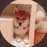 柴犬むぎ's profile picture