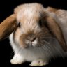 Bunny 🐰 profil fotoğrafı