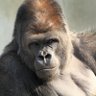 シャブールくん profil fotoğrafı