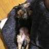 はるな 的头像