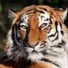 Profilbild von Liffu