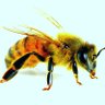 Army_Of_Bees ็ๅคดๅ