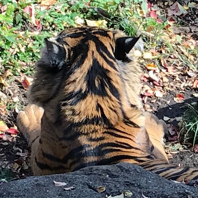 nekoze_0420's profile picture