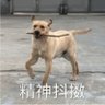 叫我议员's profile picture