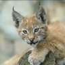 Profilbild von Lynx_two 🇷🇺