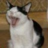 bretonium's profile picture