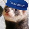 littleferret 的头像