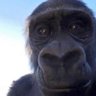 Profilbild von Ape with internet