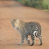 Фото профиля Lonely cheetah