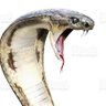 Wishdhar's profile picture