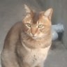 タカラの山 profil fotoğrafı