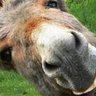 Profilbild von Alimento Burros a Pão de Ló 🇵🇹🐉 🇺🇦 🇵🇸