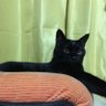 黒猫ジジ@肉球🐾🍉イスラエルは即時停戦を！　ペットショップで買わないで！'s profile picture
