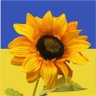 CraftingKitty 🏴🇬🇧💙💛✊🇺🇦's profile picture
