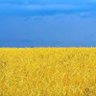 🍀CH1NESE🍀STAND W1TH 🇺🇦 UKRA1N1AN🇺🇦 的头像