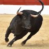Toro Rosso's profile picture