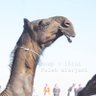 العدييم profil fotoğrafı