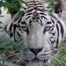 Tiburón's profile picture