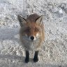 andrei baldes profil fotoğrafı