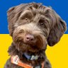 🇺🇦Max Plaid🇺🇦 的头像