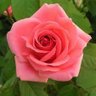 Profilbild von Gardener