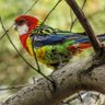 Фото профиля Bird Brain