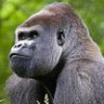 Gare au Gorille 🦍🥕🥕 的头像