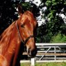 Spudhorse profil fotoğrafı