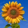 Lady Fiery#WeAreSoF**ked🇺🇦🌻💙😷🇪🇺⭐🕯#RejoinEU's profile picture