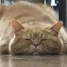 Profilbild von ふく
