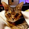 猫 profil fotoğrafı