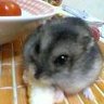 しんはむ※疲労困憊 (n´・ω・`n)'s profile picture