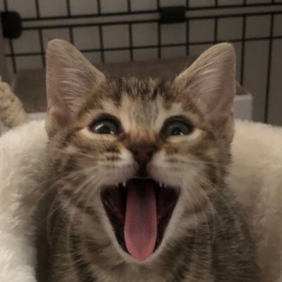 NOBORI's profile picture