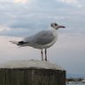 chuchudachu profil fotoğrafı