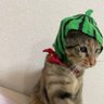 Profilbild von あーちゃん