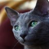 veganx profil fotoğrafı