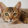 Sandwitch profil fotoğrafı