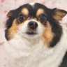 Profilbild von わづかずかず