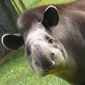 mordechai tapir 的头像