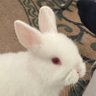 Mishe's profile picture