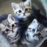 Tomo。🧸 profil fotoğrafı