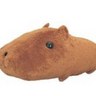カピパラ's profile picture