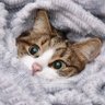 Uk Programmer's profile picture