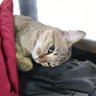 พิเศษ ใส่ไข่ profil fotoğrafı