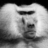 Profilbild von Mr. Monkeeyy