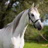 Farah profil fotoğrafı