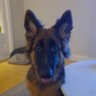 Alfred's profile picture