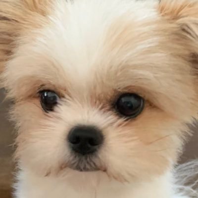 yukainaponzu's profile picture