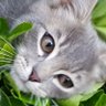 Skittles's profile picture